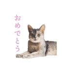 たお猫ちゃん（個別スタンプ：33）