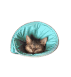 たお猫ちゃん（個別スタンプ：37）