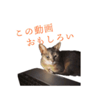 たお猫ちゃん（個別スタンプ：39）