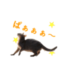 たお猫ちゃん（個別スタンプ：40）