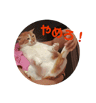 mipo's2（個別スタンプ：6）