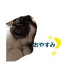 mipo's2（個別スタンプ：11）