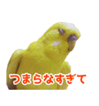 キィちゃんスタンプ2（個別スタンプ：1）