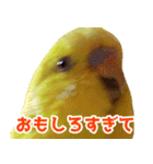キィちゃんスタンプ2（個別スタンプ：2）
