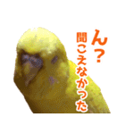 キィちゃんスタンプ2（個別スタンプ：6）