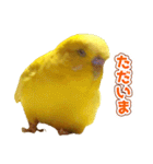 キィちゃんスタンプ2（個別スタンプ：10）