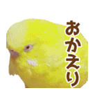 キィちゃんスタンプ2（個別スタンプ：11）