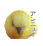 キィちゃんスタンプ2（個別スタンプ：12）