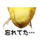 キィちゃんスタンプ2（個別スタンプ：20）