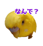 キィちゃんスタンプ2（個別スタンプ：21）