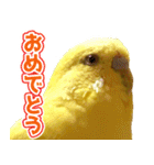 キィちゃんスタンプ2（個別スタンプ：22）
