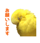 キィちゃんスタンプ2（個別スタンプ：24）