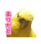 キィちゃんスタンプ2（個別スタンプ：25）