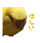 キィちゃんスタンプ2（個別スタンプ：35）