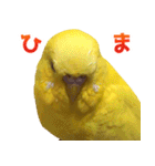 キィちゃんスタンプ2（個別スタンプ：37）