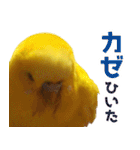 キィちゃんスタンプ2（個別スタンプ：38）
