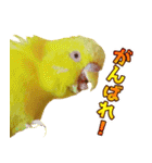 キィちゃんスタンプ2（個別スタンプ：39）