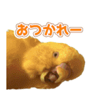 キィちゃんスタンプ2（個別スタンプ：40）