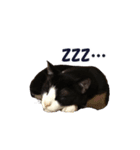 白黒猫ミュウ（個別スタンプ：1）
