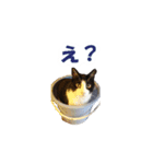 白黒猫ミュウ（個別スタンプ：2）