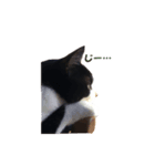 白黒猫ミュウ（個別スタンプ：3）