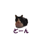 白黒猫ミュウ（個別スタンプ：4）