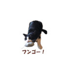 白黒猫ミュウ（個別スタンプ：5）