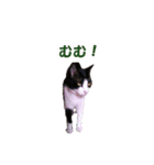 白黒猫ミュウ（個別スタンプ：6）