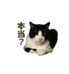 白黒猫ミュウ（個別スタンプ：8）