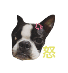 毎日niconico2（個別スタンプ：6）