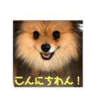 ポメラニアンのもなかくん（個別スタンプ：1）