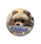 ポメラニアンのもなかくん（個別スタンプ：2）