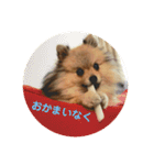ポメラニアンのもなかくん（個別スタンプ：6）