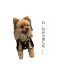 ポメラニアンのもなかくん（個別スタンプ：10）