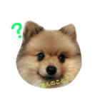 ポメラニアンのもなかくん（個別スタンプ：11）