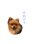 ポメラニアンのもなかくん（個別スタンプ：14）