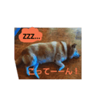 柴犬ぶぅ。（個別スタンプ：2）