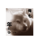 柴犬ぶぅ。（個別スタンプ：3）
