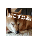 柴犬ぶぅ。（個別スタンプ：4）