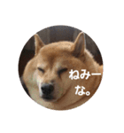 柴犬ぶぅ。（個別スタンプ：5）