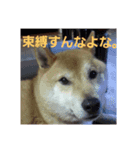 柴犬ぶぅ。（個別スタンプ：6）