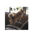 柴犬ぶぅ。（個別スタンプ：7）
