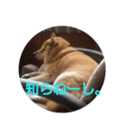 柴犬ぶぅ。（個別スタンプ：8）