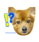 絵文字 かわいい犬（個別スタンプ：25）