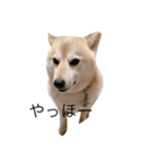柴犬めぐお（個別スタンプ：1）