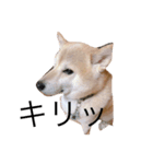 柴犬めぐお（個別スタンプ：2）