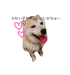 柴犬めぐお（個別スタンプ：3）