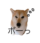 柴犬めぐお（個別スタンプ：4）