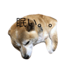 柴犬めぐお（個別スタンプ：5）