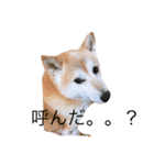 柴犬めぐお（個別スタンプ：6）